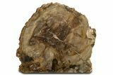 Colorful Polished Triassic Petrified Wood Stand-Up - Utah #344110-1